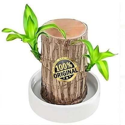 Brazilian Lucky Wood, Mini Home Plant Decorations